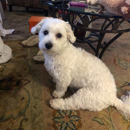 Coton de Tulear and Poodle Puppies from Legacy Pets
