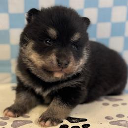 Yorick - Tri-color male Pomsky puppy in Boonville, Indiana from Elysian Pomskies