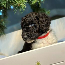 Bolt - Red Boy - Parti Goldendoodle puppy in Erlanger, Kentucky from Life is Golden Doodles