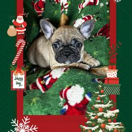 Charolette - Fawn female French Bulldog puppy in Neenah, Wisconsin from Mimosa Acres French Bulldogs LLC