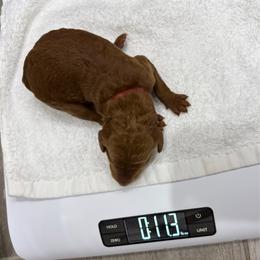 Red collar - Red  female Poodle puppy in San Benito, Texas from Irene's Poodles