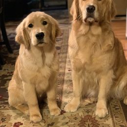 Golden Retriever Puppies from Davis Pond Goldens