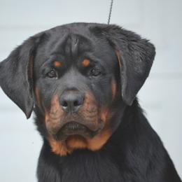 Chloe - Black and mahogany female Rottweiler puppy in Dawson Springs, Kentucky from Lakeview Rottweilers