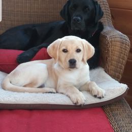 Labrador Retriever All Grown Up from Scioto Labradors
