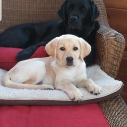 Labrador Retriever All Grown Up from Scioto Labradors