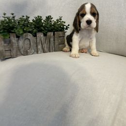 Girl 1 - White black and tan female Beagle puppy in Newman, California from Valley Beagles
