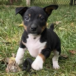 Sirius - Black white and tan male Rat Terrier puppy in Iowa Falls, Iowa from Hawthorne Terriers