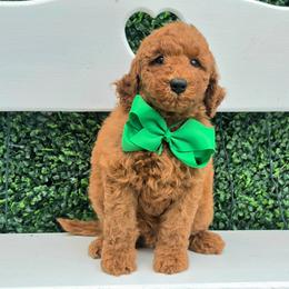 Bella's Green Boy - Red  male Goldendoodle puppy in Kountze, Texas from Texas Doodles LLC