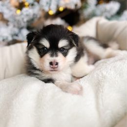 Snickerdoodle - Wolf sable male Pomsky puppy in Cleveland, Ohio from Lake Point Pomskies