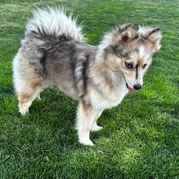 Magnolia - Pomsky