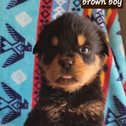 Brown boy - Black and mahogany male Rottweiler puppy in Custer County, Oklahoma from Rough Creek Kennels