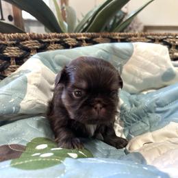 Larkin - Liver male Shih Tzu puppy in Trinity, North Carolina from Trinity Shih Tzu