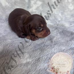 Snickers - Chocolate and tan female Dachshund puppy in Lufkin, Texas from CSW Dachshunds