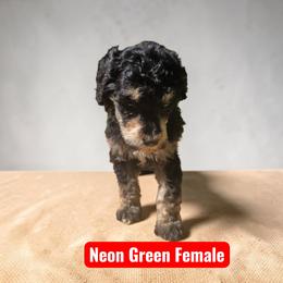 Neon Green Collar  PHANTOM - Phantom female Poodle puppy in Henagar, Alabama from Windy Oak Kennels