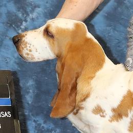 Joanie - Basset Hound