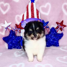 Black Tri boy - Tri-colored male Pomeranian puppy in Princeton, New Jersey from PureLove Poms.