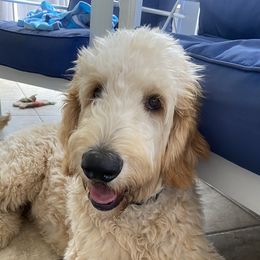 Leo - Goldendoodle