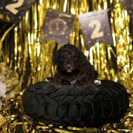 Phantom - Black male Sheepadoodle puppy in Los Angeles, California from Exquisite Doodles
