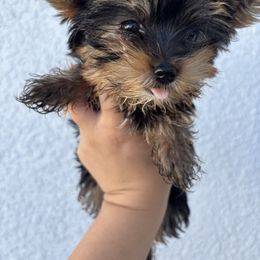 Yorkshire Terrier Puppies from MF_Yorkies