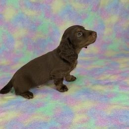 Dachshund Puppies from Newbern's Nuggets