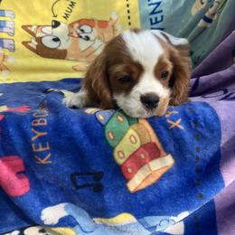 Cavalier King Charles Spaniel Puppies from Purple Moon Cavaliers