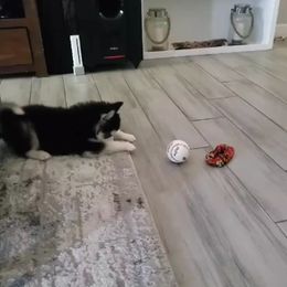 Pomsky Puppies from Peoria Pomskies