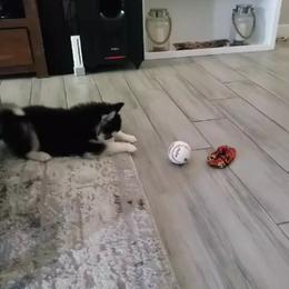 Pomsky Puppies from Peoria Pomskies