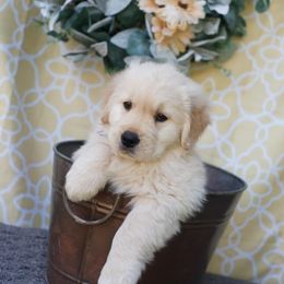 Golden Retriever Puppies from Jessica Hagstette