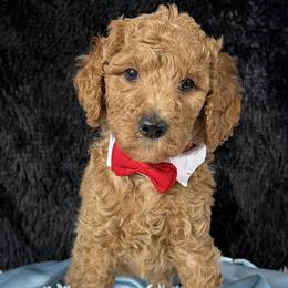 Red boy - Red  male Poodle puppy in Bowling Green, Kentucky from Ritzy Red Poodles