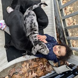 Great Dane Puppies from Old Orchard Danes