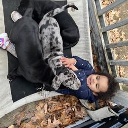 Great Dane Puppies from Old Orchard Danes