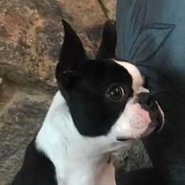 Champ - Boston Terrier