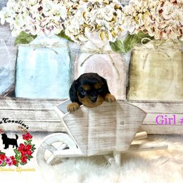 Cavalier King Charles Spaniel Puppies from Ohana Cavalier King Charles Spaniels