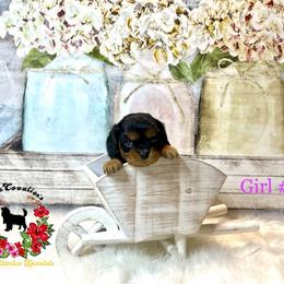 Cavalier King Charles Spaniel Puppies from Ohana Cavalier King Charles Spaniels