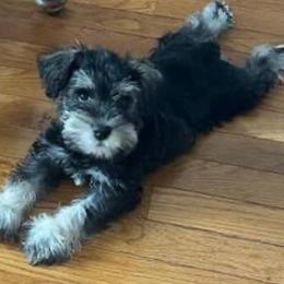 Buster - Salt and pepper male Miniature Schnauzer puppy in Carriere, Mississippi from Sassy Schnauzers