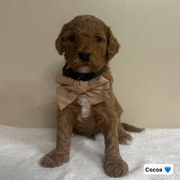 Cocoa - Red  male Goldendoodle puppy in Crothersville, Indiana from Wischmeier’s Doodles