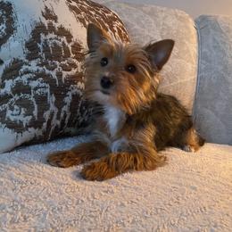 Hazelnut Espresso - Black and gold female Yorkshire Terrier puppy in Elgin, Illinois from Mud Puppies