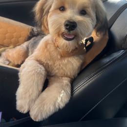 Yorkipoo Puppies from TheSocialk9