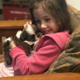 Shih Tzu Puppies from Willow Lane Shih Tzus