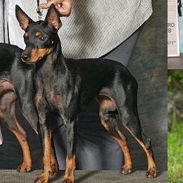 Manchester Terriers from Painterly Toy Manchester Terriers
