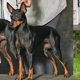 Manchester Terriers from Painterly Toy Manchester Terriers