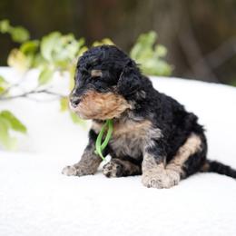 Green collar - Merle male Bernedoodle puppy in Spokane, Washington from Doodle Love