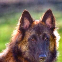 Belgian Tervuren from Coyote Run Tervuren