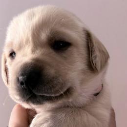 Labrador Retrievers from Willow Creek Labradors