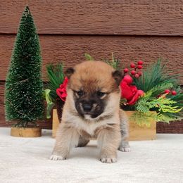 Twinkle - Red male Shiba Inu puppy in Clayton, Illinois from Adorable-Puppies