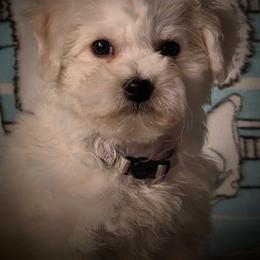 Silver-gray male - White male Bichon Frise puppy in Apple River, Illinois from Barb's Bichons Bichonfrise.ws