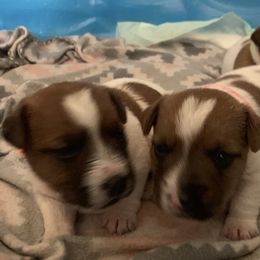 Great Dane and Russell Terrier Puppies from Claddagh Pastures