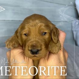 Goldendoodle Puppies from Goldie's Doodles