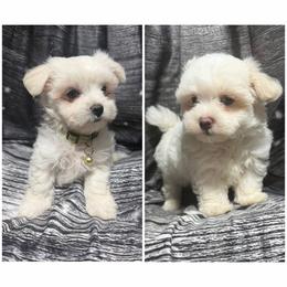 Maltipoo puppies from Mia Lucky Home