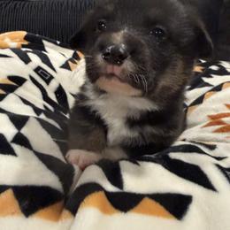 Black Wolf Pup - Black and tan male American Corgi puppy in Heyworth, Illinois from Schumaker Corgis